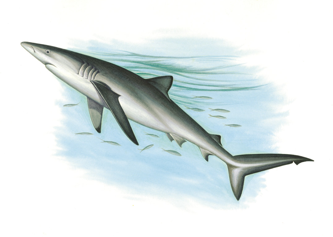 鋸峰齒鯊 Prionace glauca