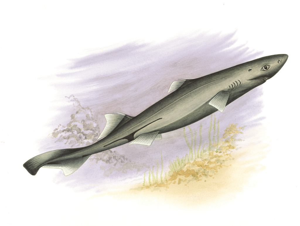 莫氏烏鯊 Etmopterus molleri