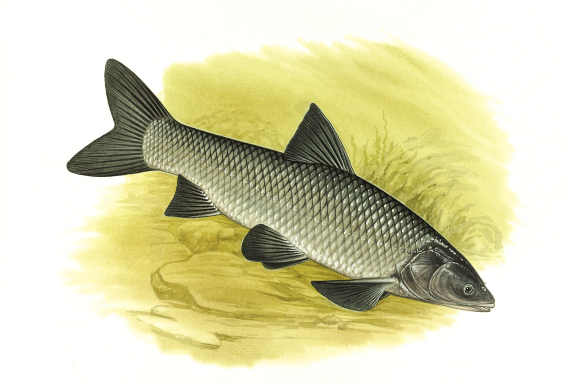 青魚 Mylopharyngodon piceus