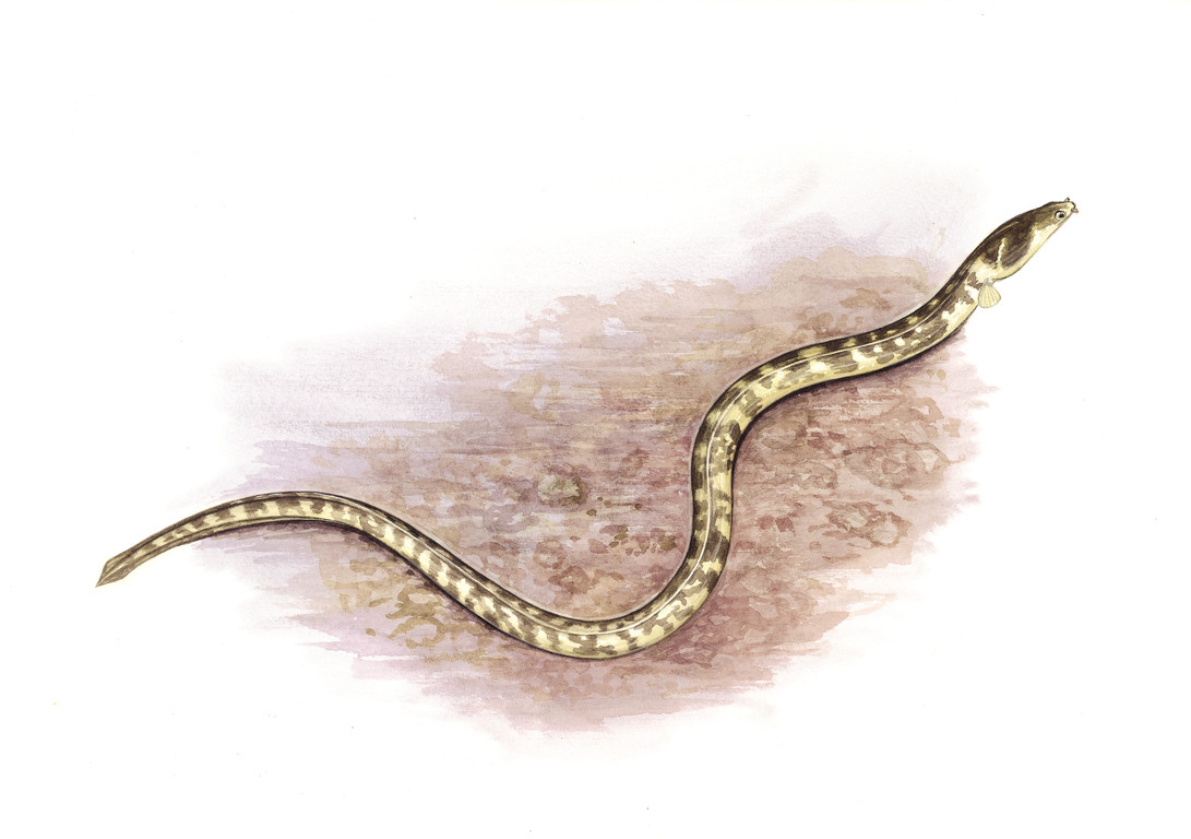石蛇鰻 Ophichthus lithinus