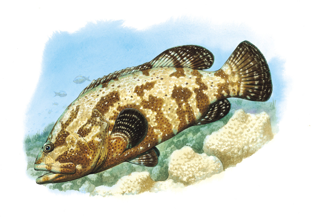 棕點石斑魚 Epinephelus fuscoguttatus