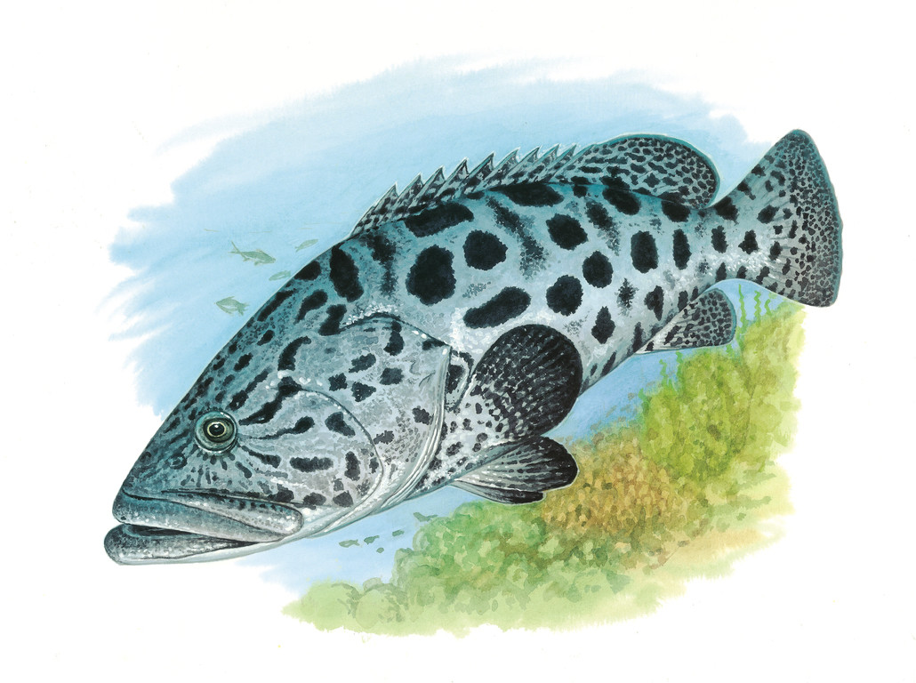 藍身大斑石斑魚 Epinephelus tukula