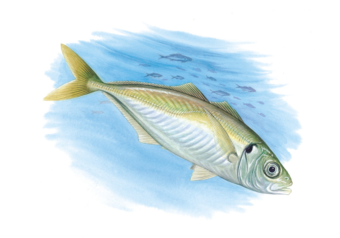 日本竹筴魚 Trachurus japonicus