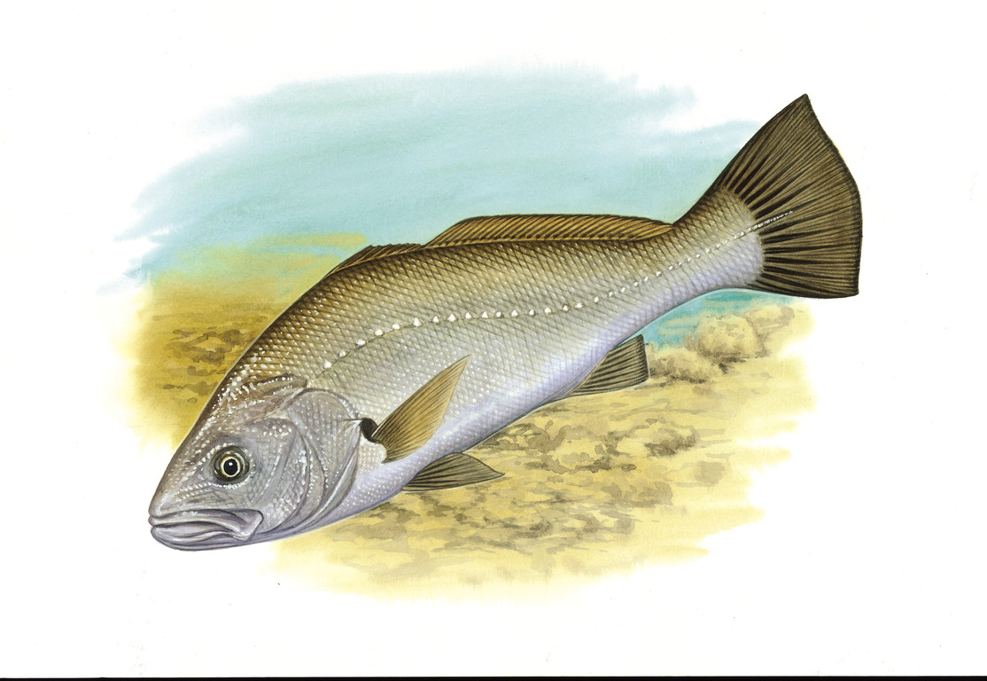 日本銀身魚或 Argyrosomus japonicus
