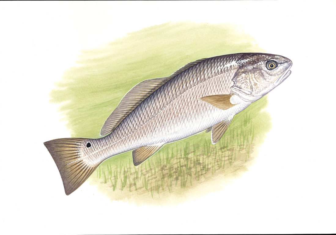 眼斑擬石首魚 Sciaenops ocellatus