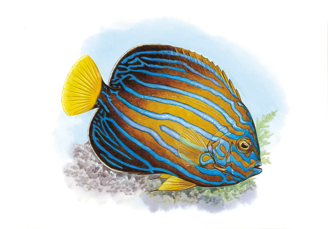 藍帶荷包魚 Chaetodontoplus septentrionalis