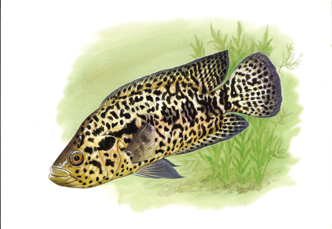 馬那關副麗魚(花身副麗魚) Parachromis managuensis