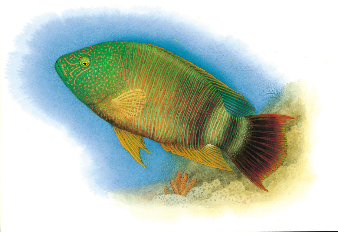 三葉唇魚 Cheilinus trilobatus