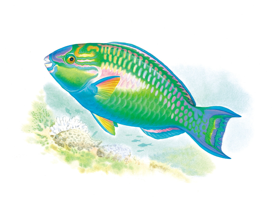 藍臀鸚哥魚 Scarus chameleon