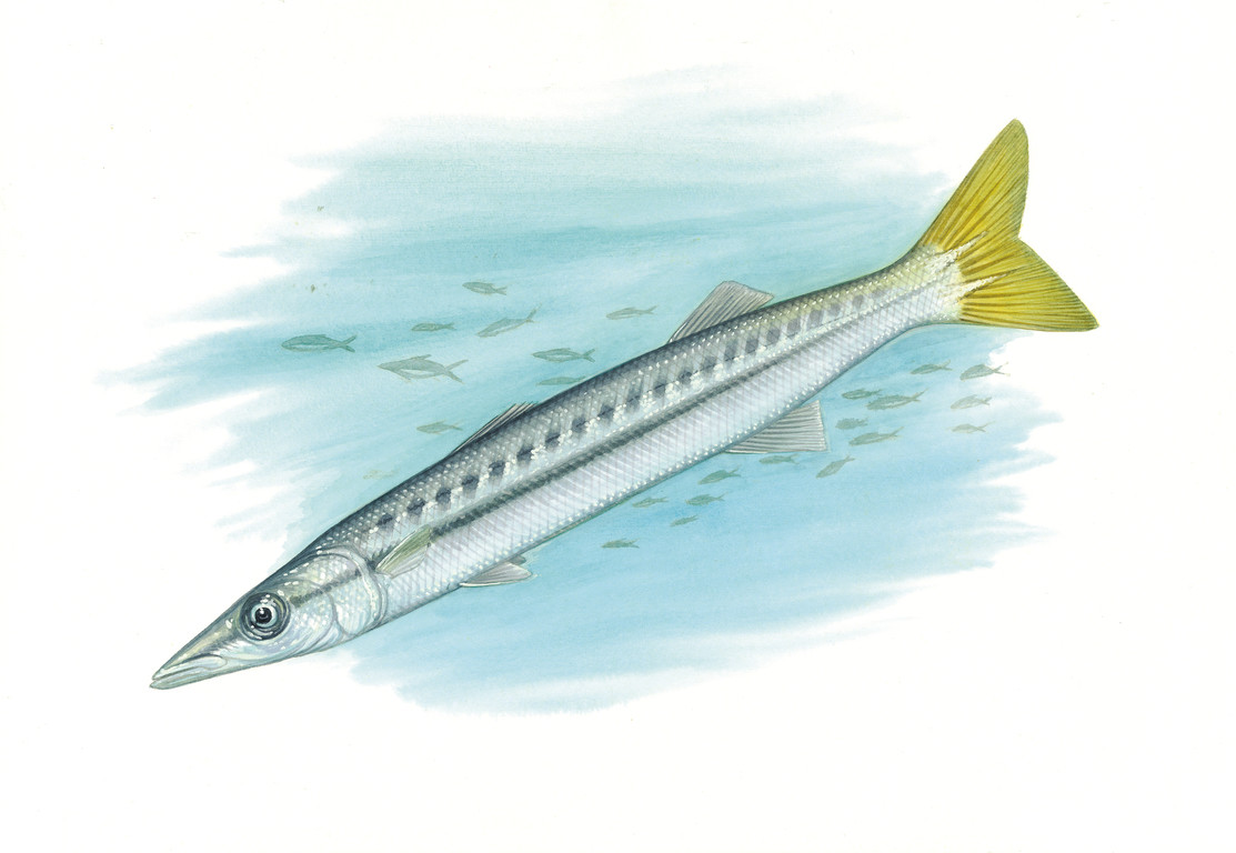 黃尾金梭魚 Sphyraena flavicauda