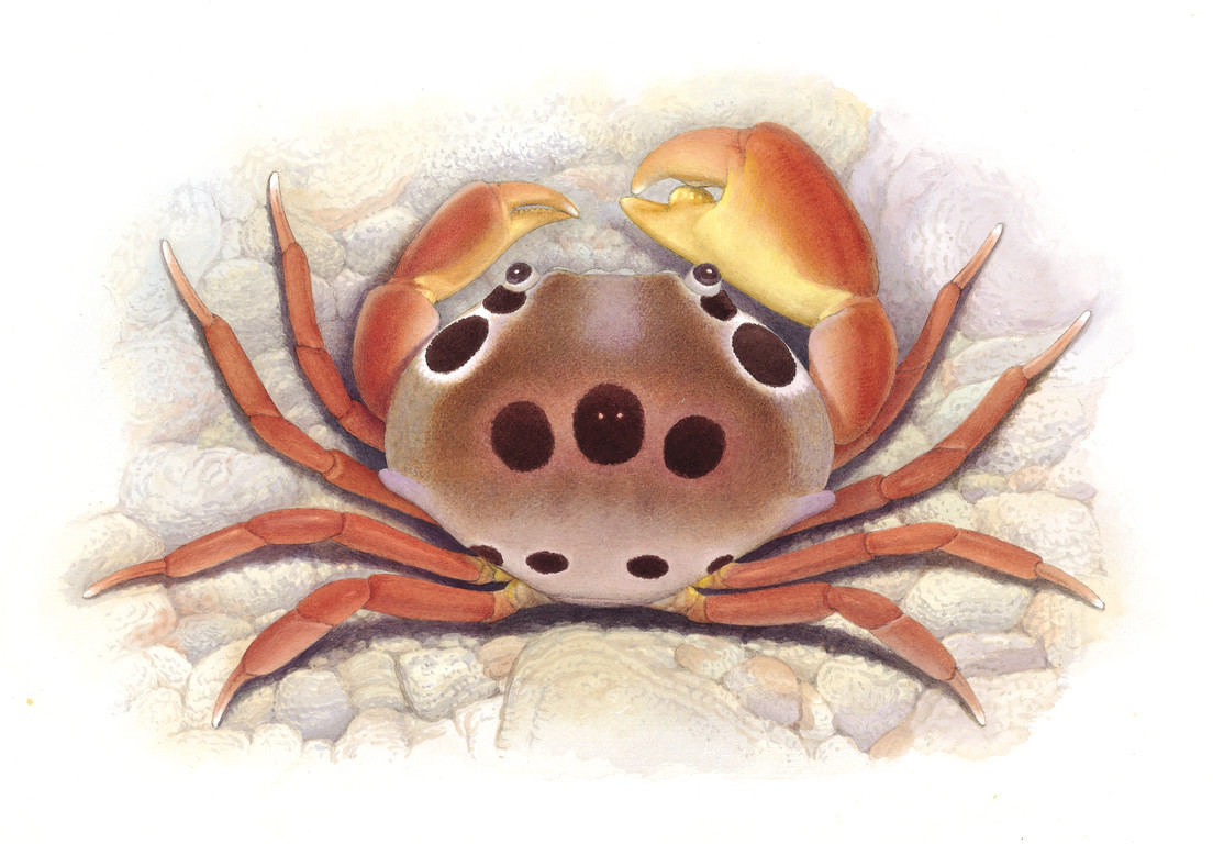 紅斑瓢蟹 Carpilius maculatus