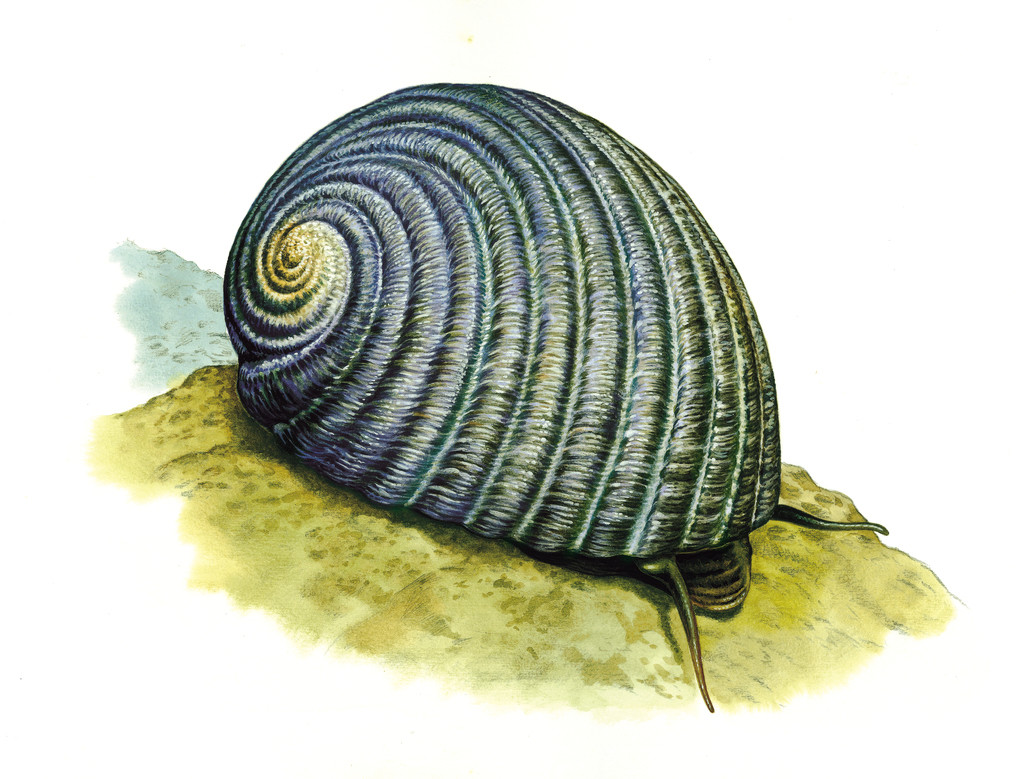 黑肋蜑螺 Nerita costata