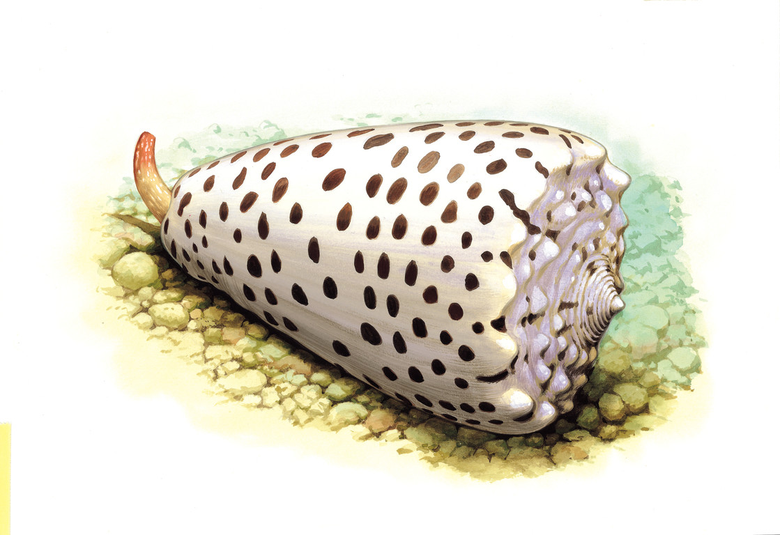 芝麻芋螺 Conus pulicarius