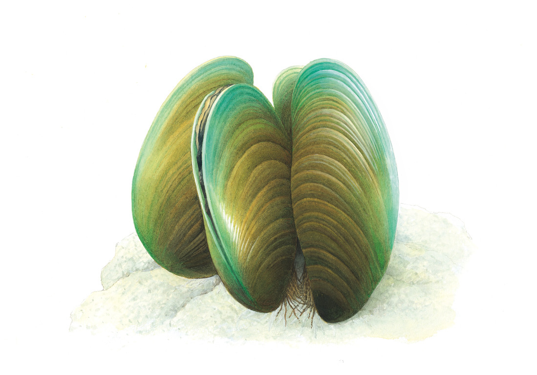 綠殼菜蛤 Perna viridis