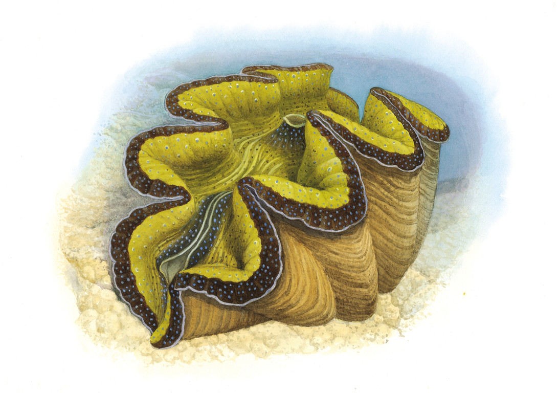 巨硨磲貝 Tridacna gigas