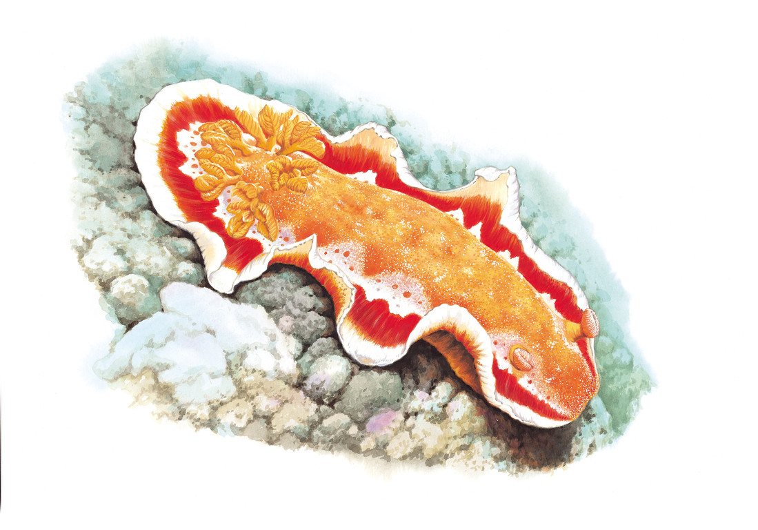 血紅六鰓海蛞蝓 Hexabranchus sanguineus