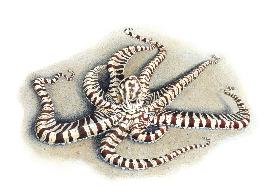 擬態章魚 Thaumoctopus mimicus
