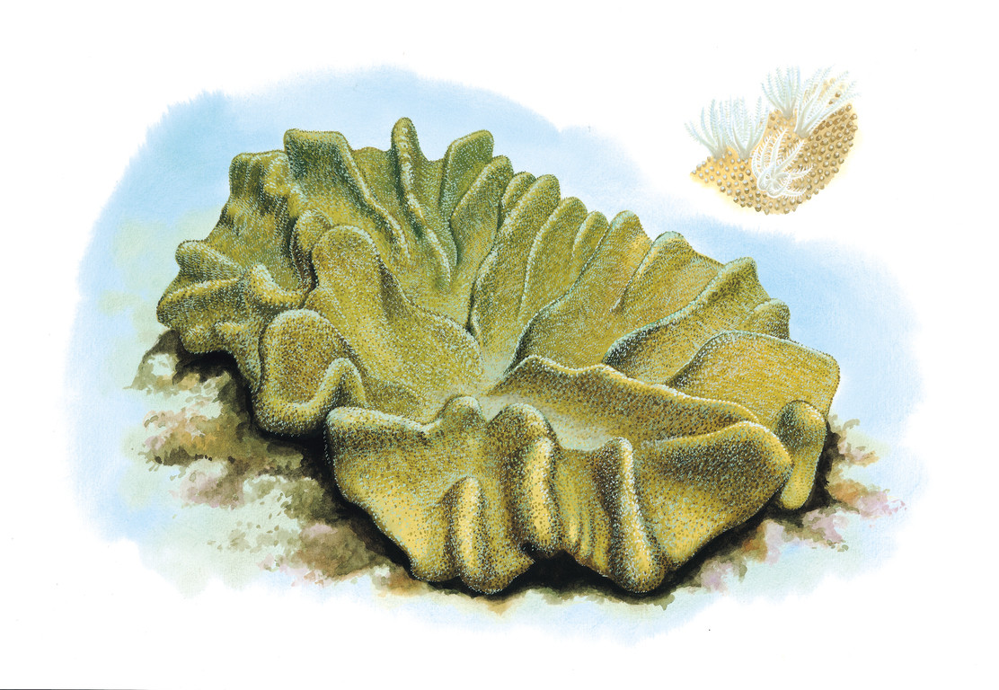 肉質葉形軟珊瑚 Lobophytum sarcophytoides