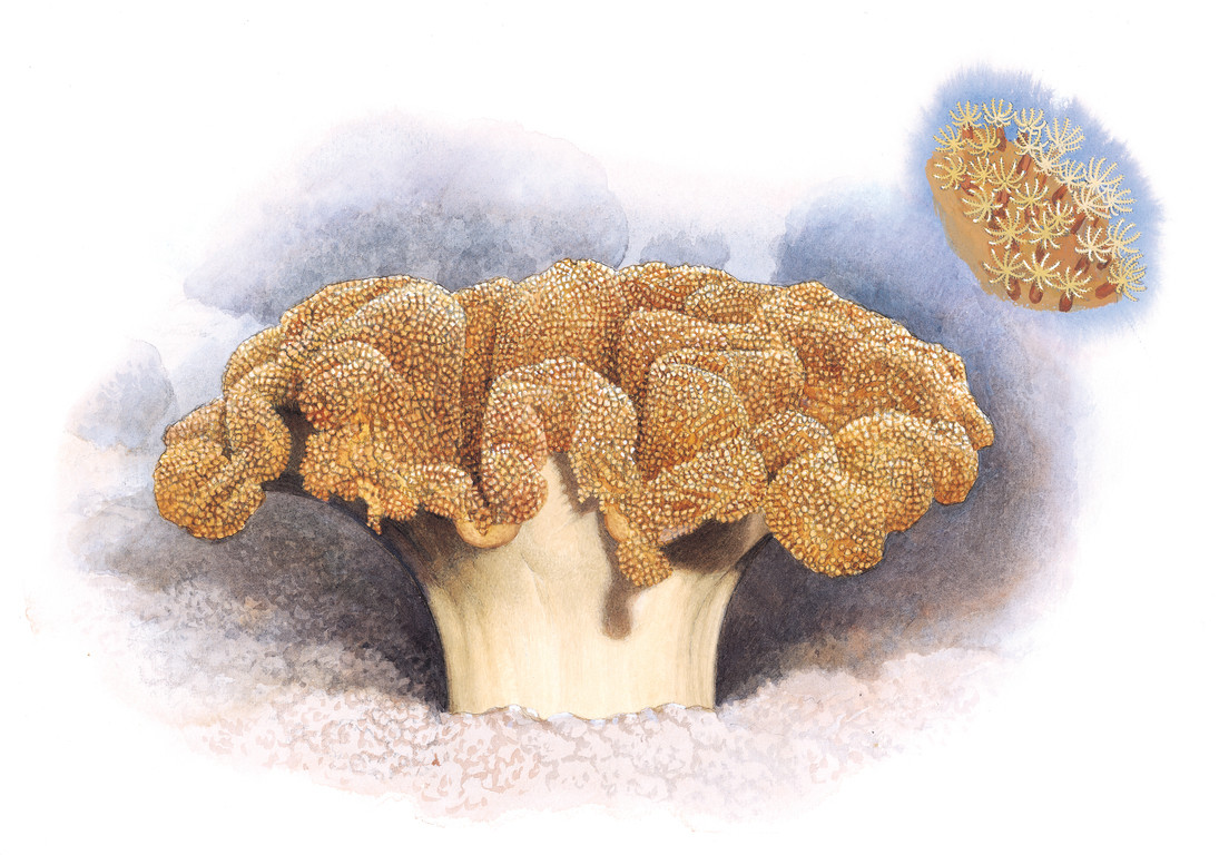 花環肉質軟珊瑚 Sarcophyton trocheliophorum