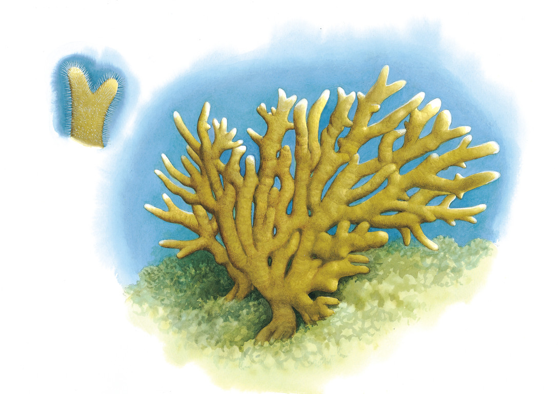 板枝千孔珊瑚 Millepora tenera