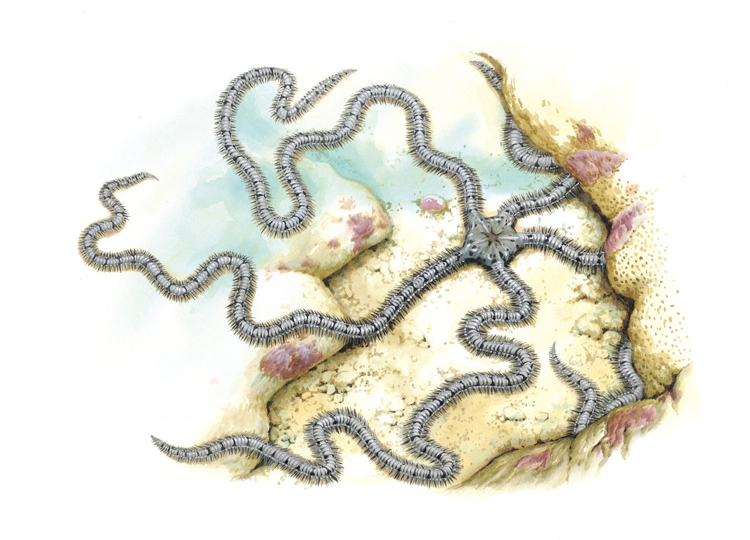 長大刺蛇尾 Macrophiothrix longipeda