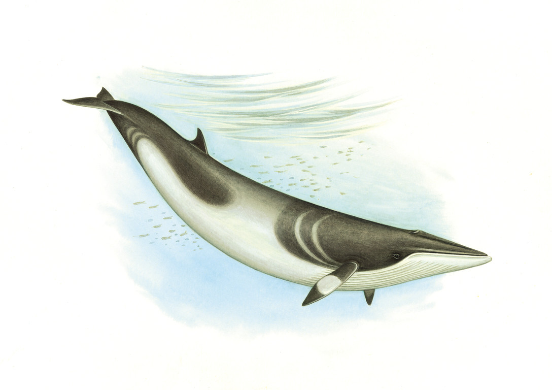 小鬚鯨 Balaenoptera acutorostrata