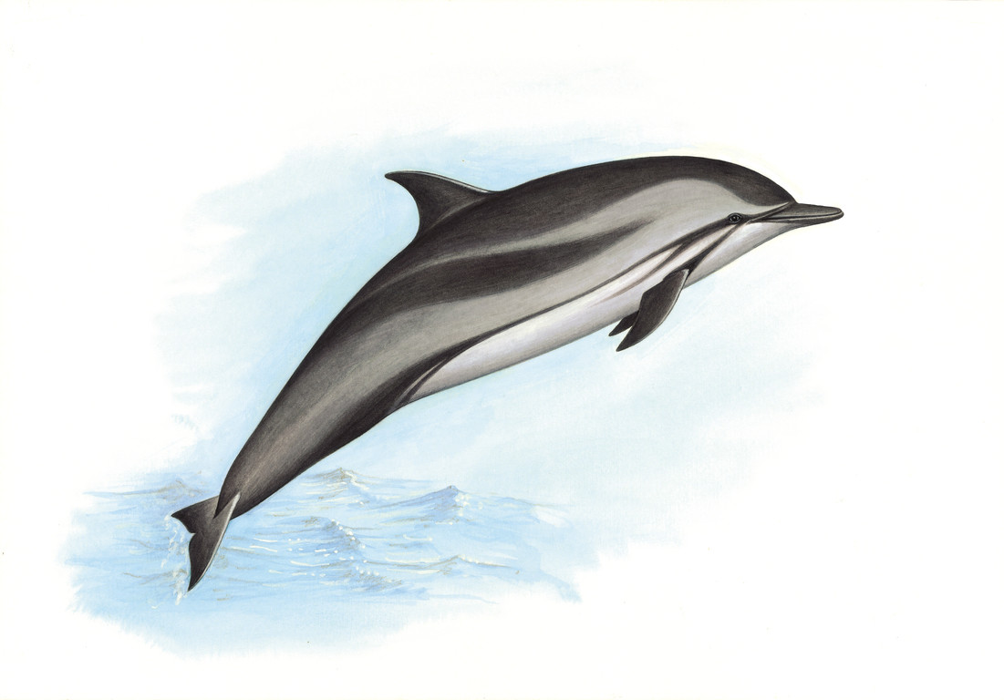條紋海豚 Stenella coeruleoalba