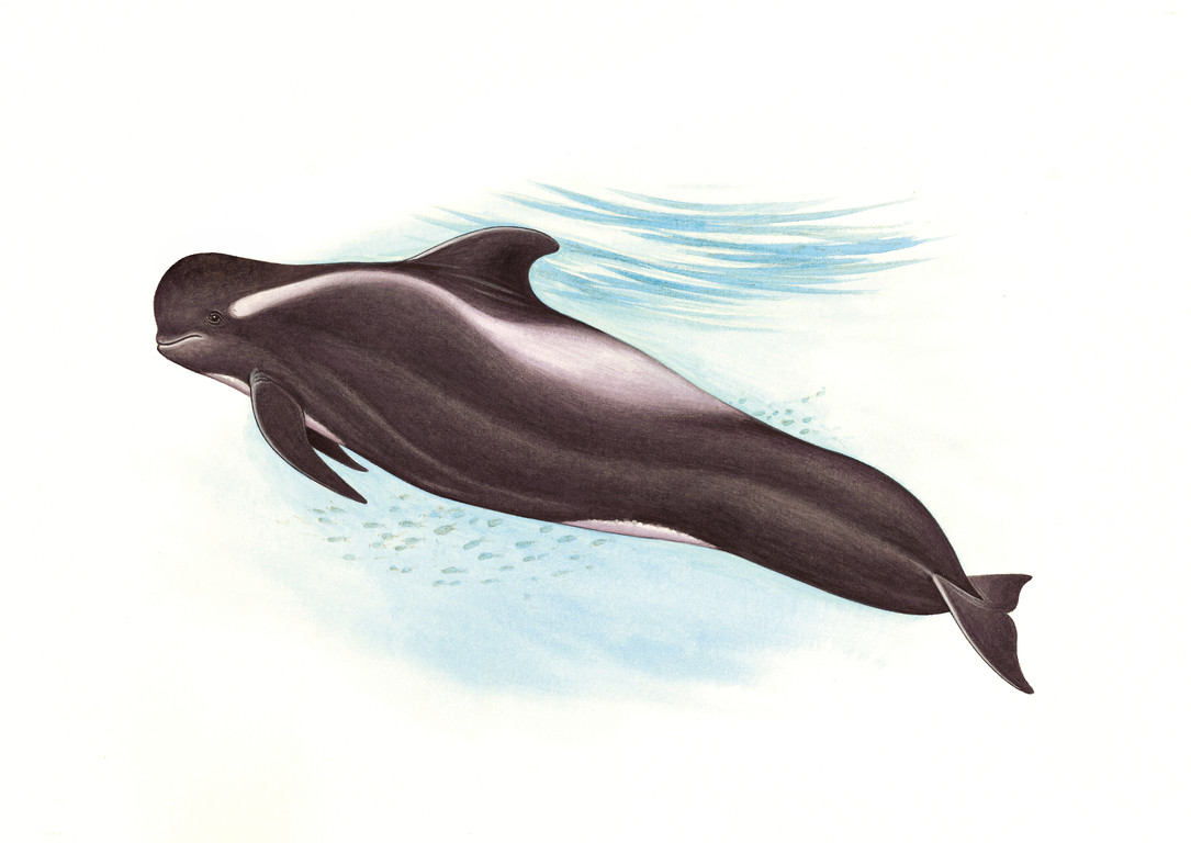 短肢領航鯨 Globicephala macrorhynchus