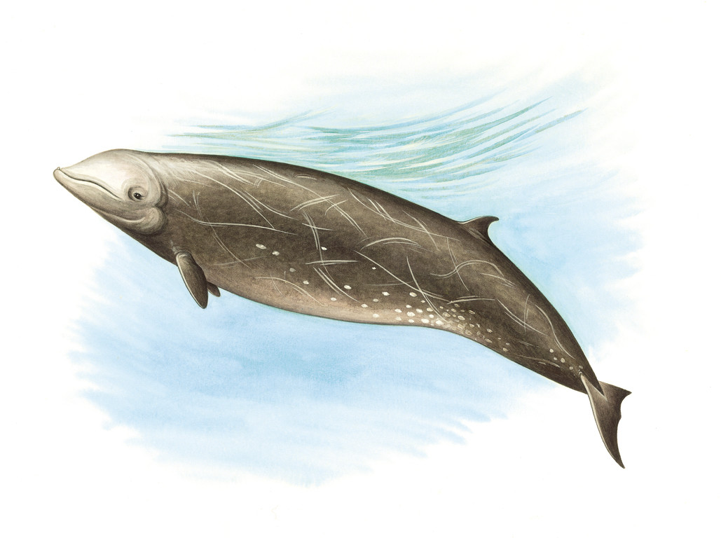 柯氏喙鯨 Ziphius cavirostris