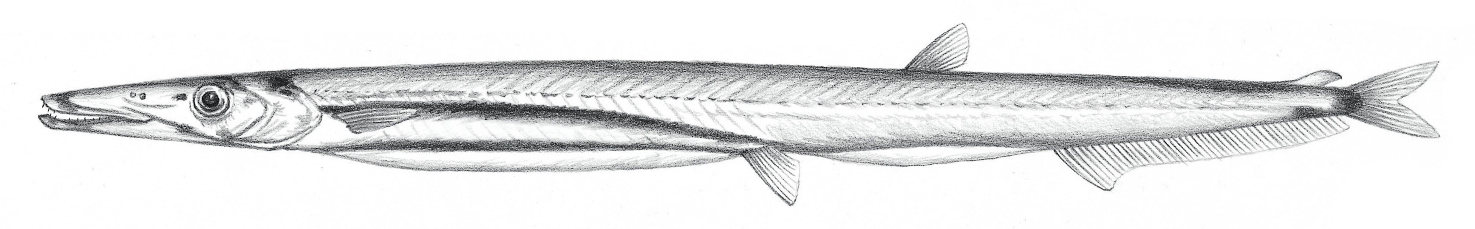 505.光鱗魚