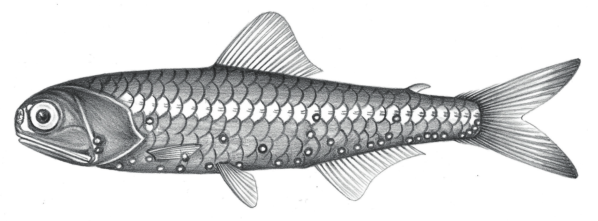 527.金鼻眶燈魚