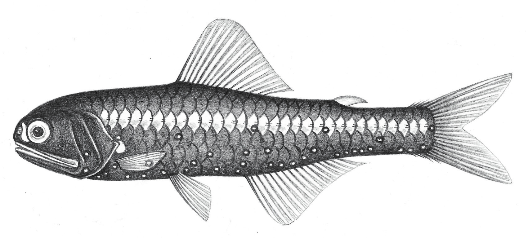 535. 巴氏眶燈魚