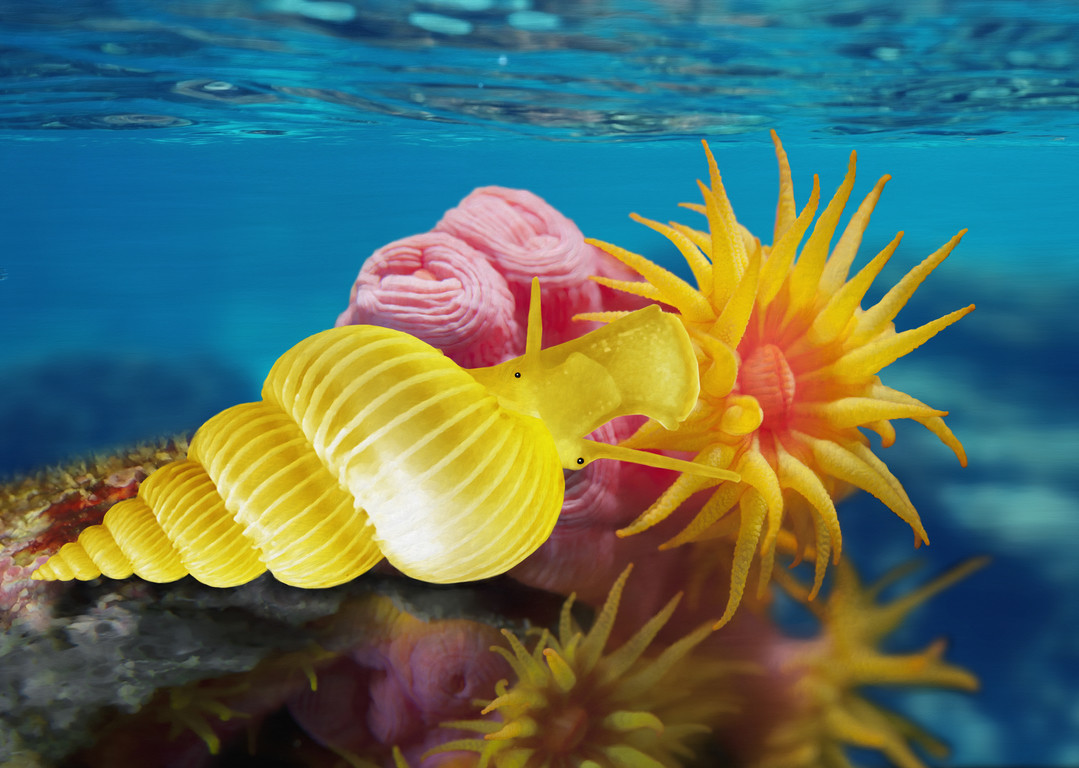 海螄螺捕食圓管星珊瑚
