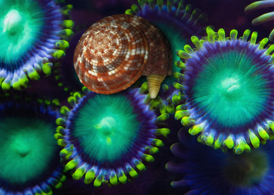 車輪螺捕食海葵