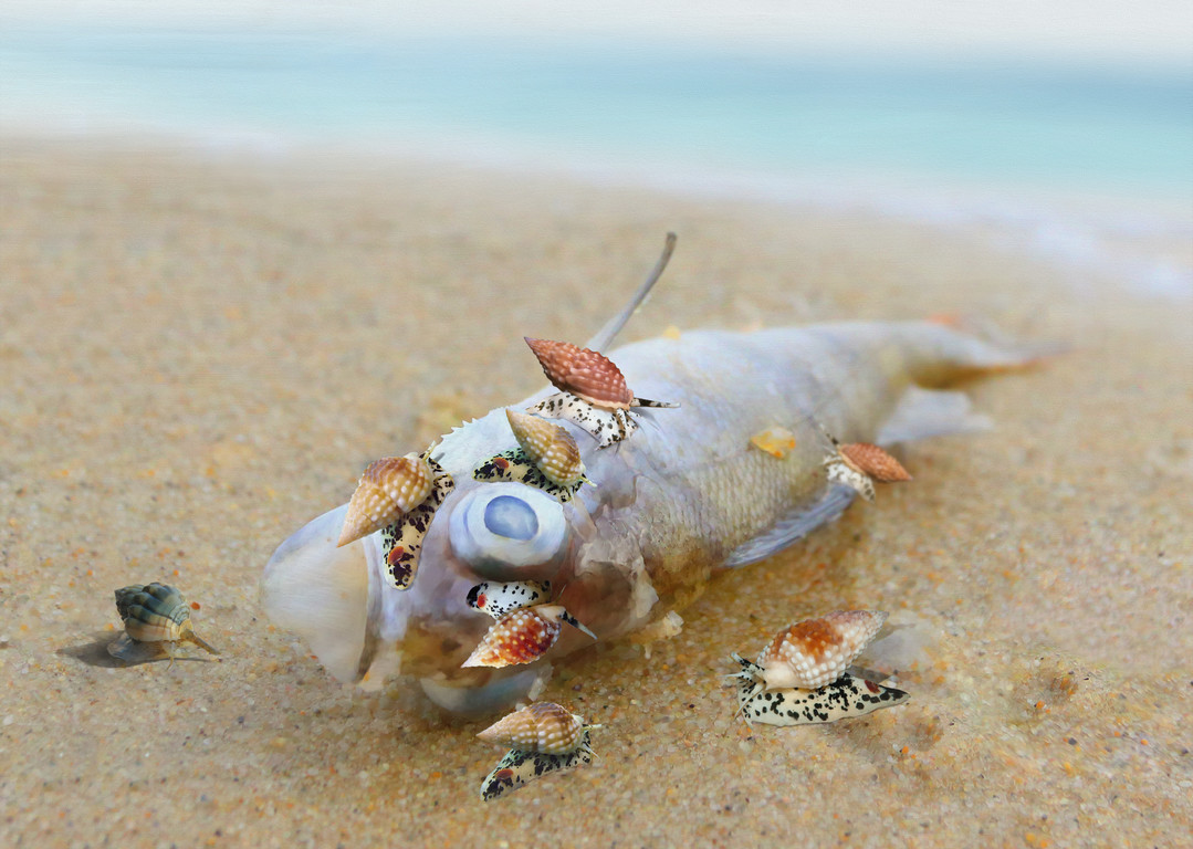 織紋螺攝食死魚(或螃蟹)