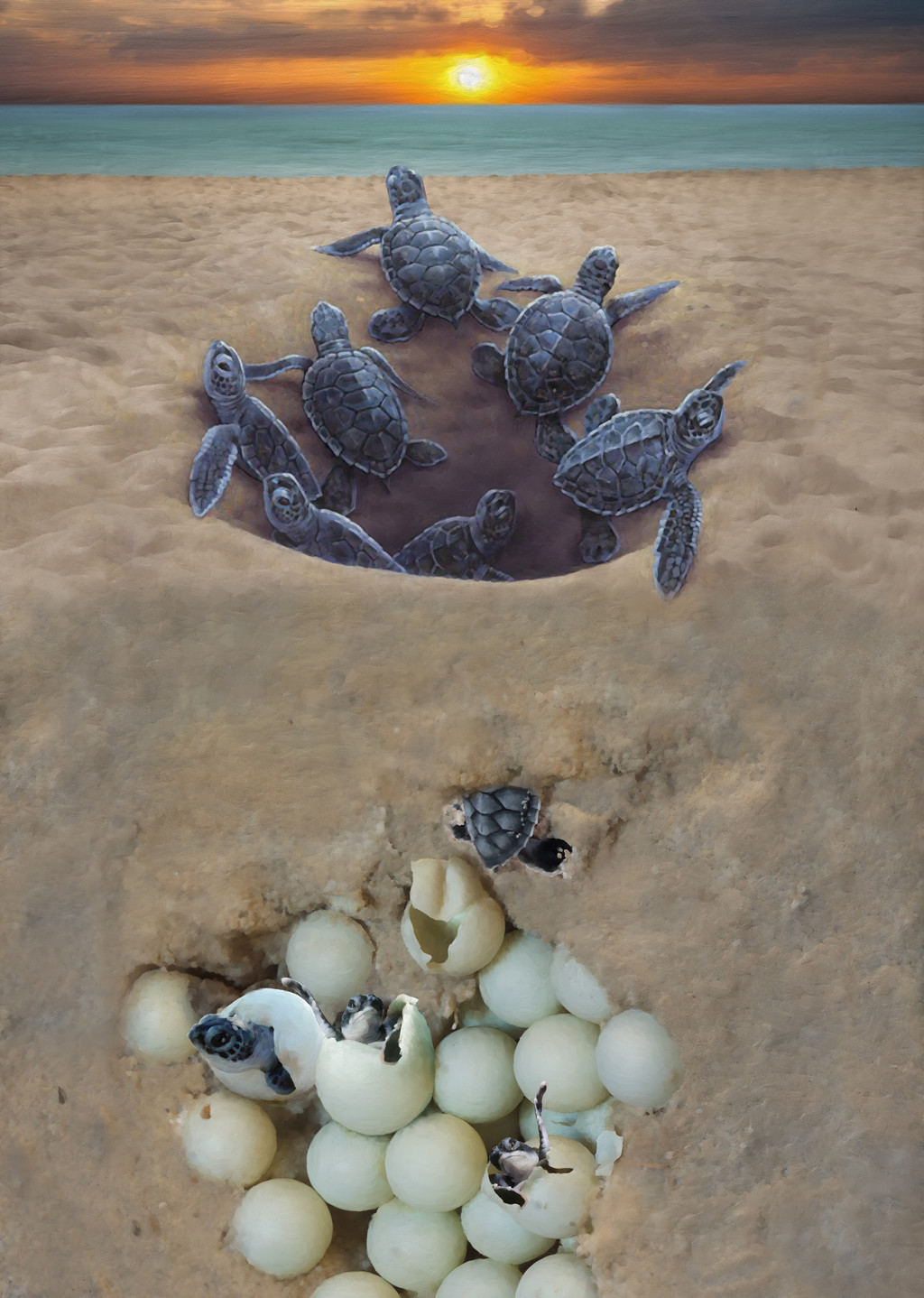 海龜孵化情形