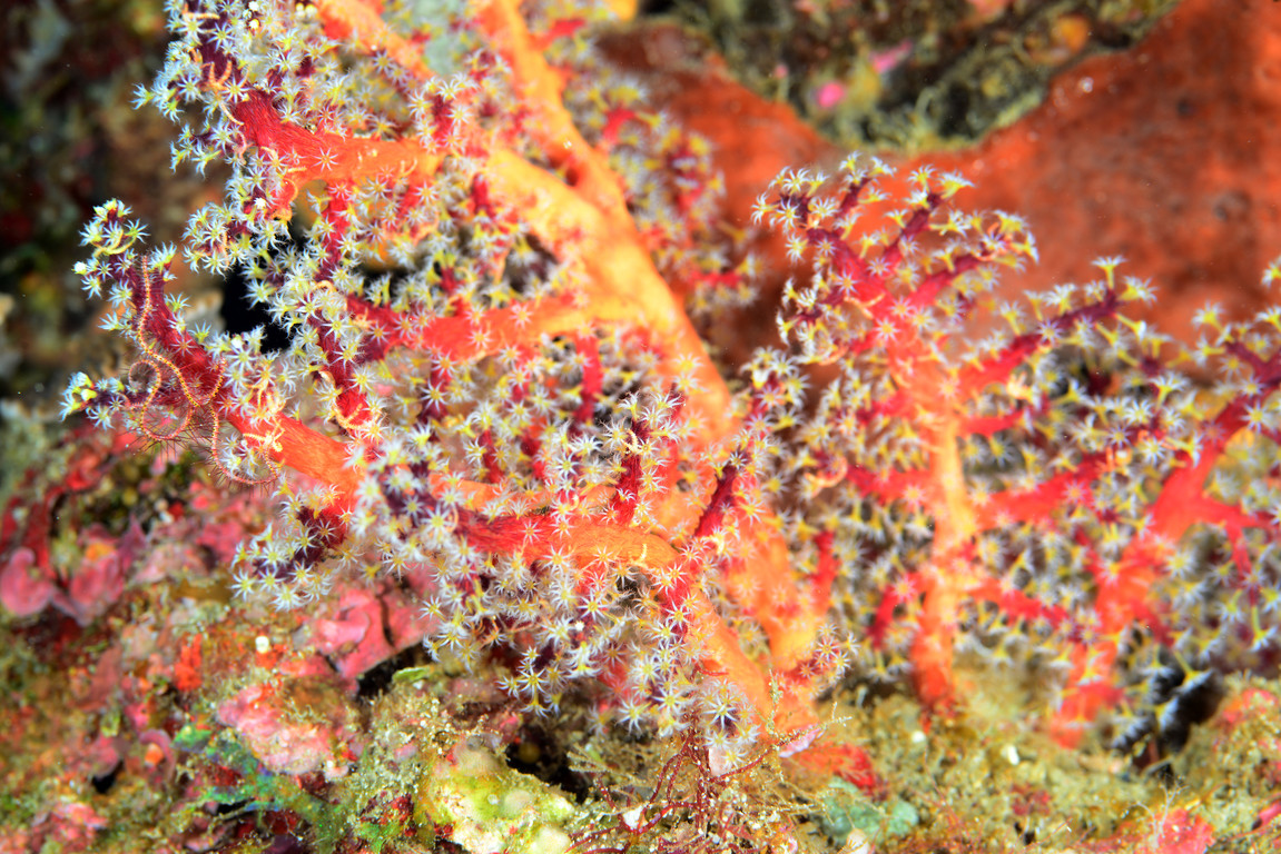 刺柳珊瑚
