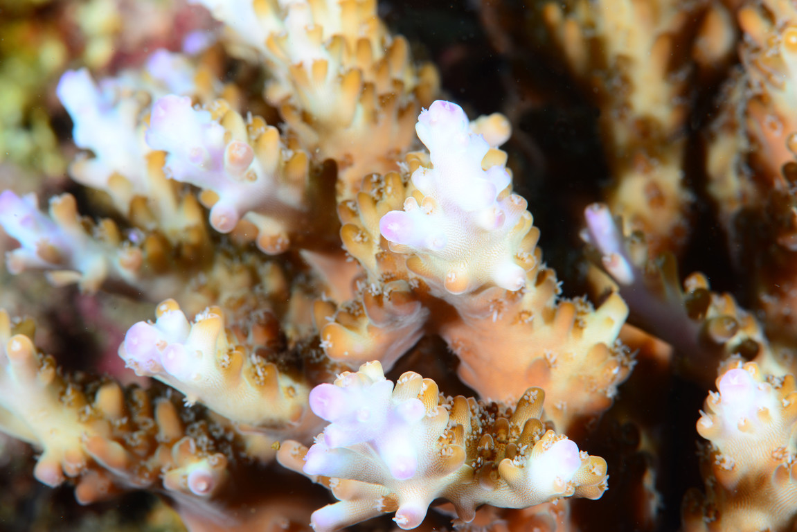 軸孔珊瑚