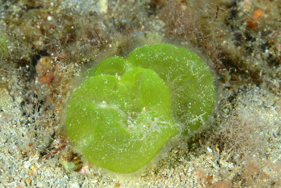 囊藻