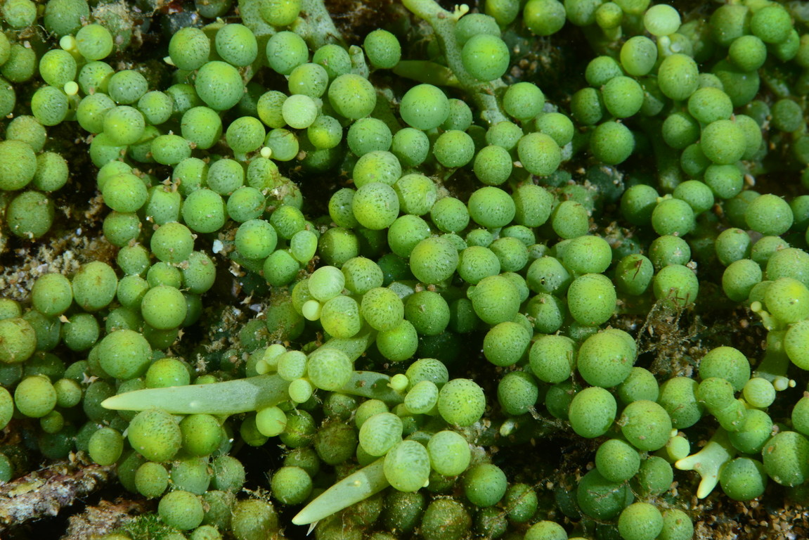 總狀蕨藻