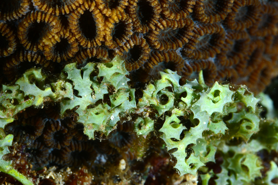 齒型蕨藻