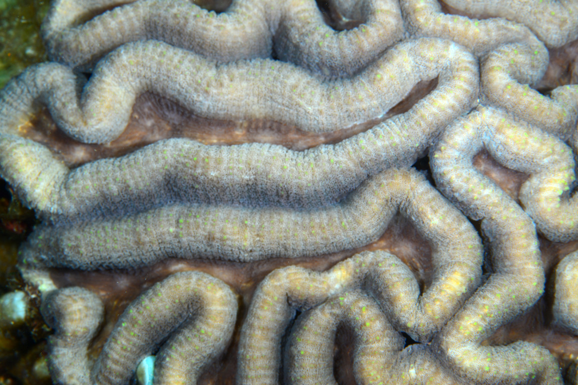 合葉珊瑚