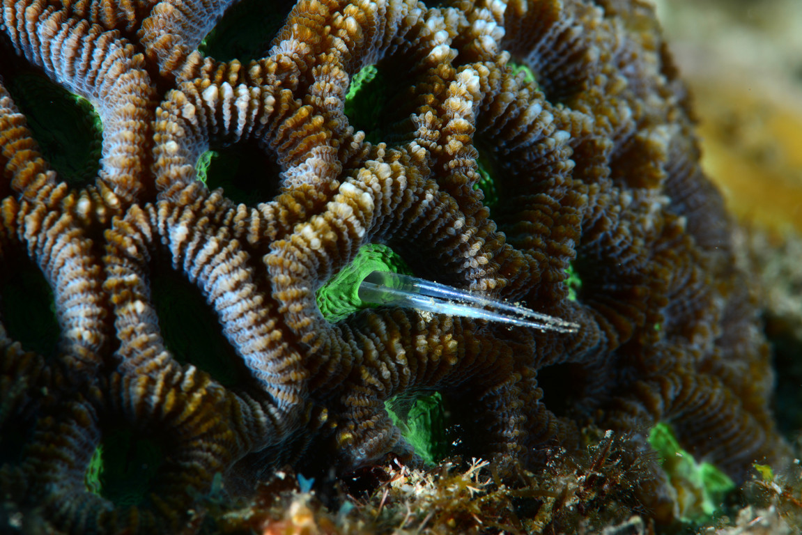 菊珊瑚