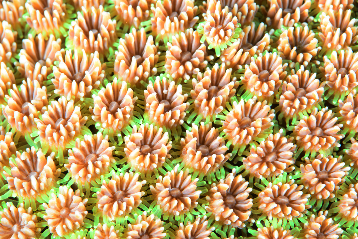棘杯珊瑚
