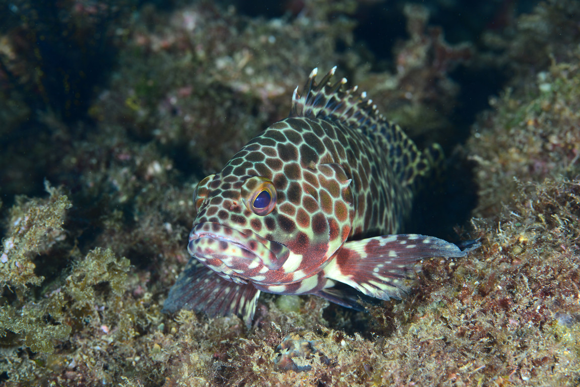 玳瑁石斑魚