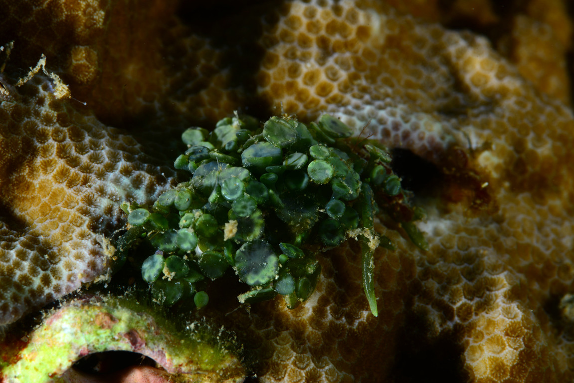 盾葉蕨藻