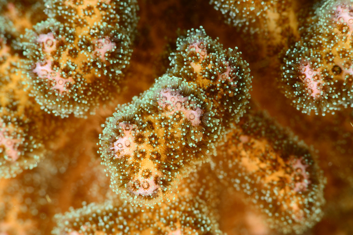 列孔珊瑚
