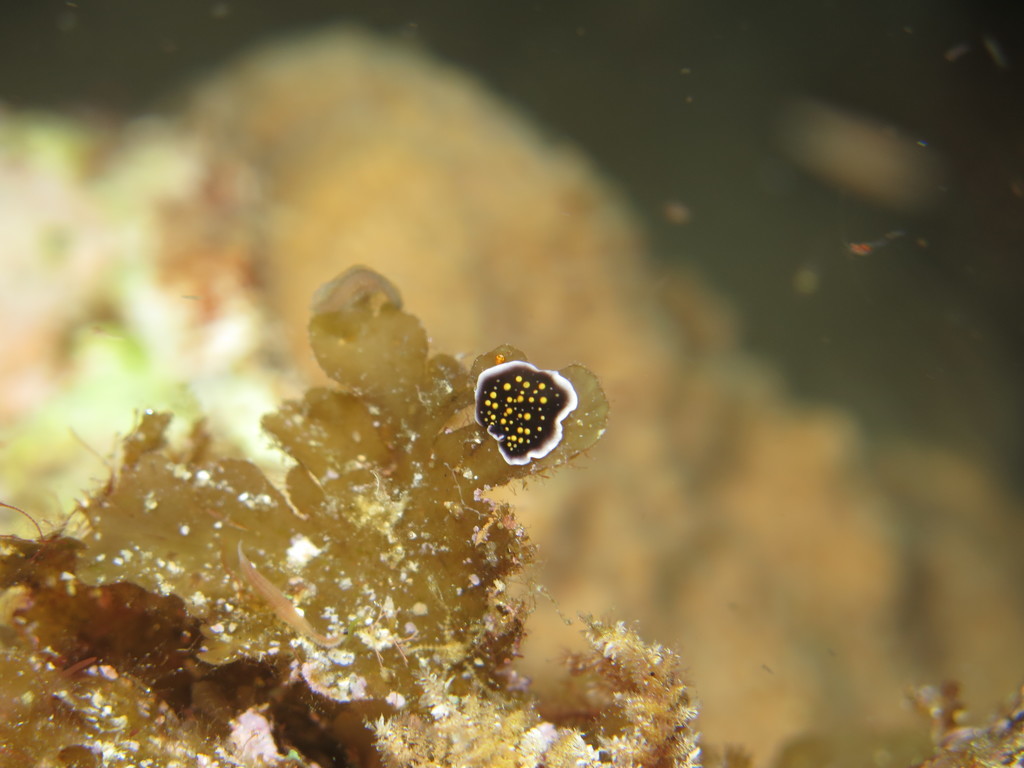 黃點海扁蟲