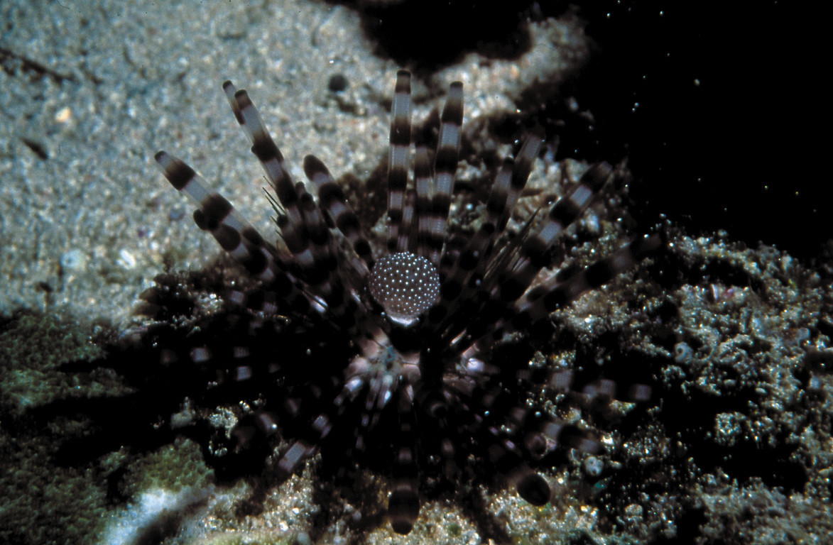 冠棘真头帕 :: oceantag 学习网