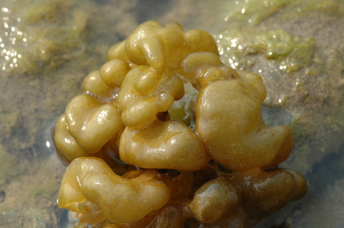 囊裸藻图片图片